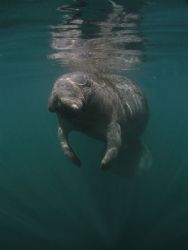 Manatee With Attitude.Camera olympus C-5050,Ikelite Housi... by Ray Eccleston 